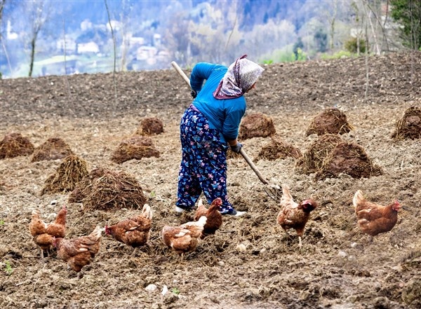 Karadeniz'in çalışkan kadınlarını pandemi de durduramadı 5