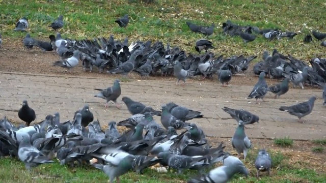 Trabzon'da 50 yıldır aralıksız her gün bunu yapıyorlar 9