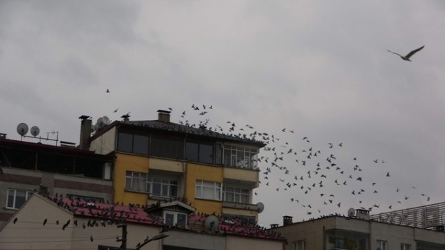 Trabzon'da 50 yıldır aralıksız her gün bunu yapıyorlar 4
