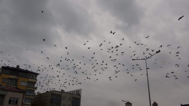 Trabzon'da 50 yıldır aralıksız her gün bunu yapıyorlar 2