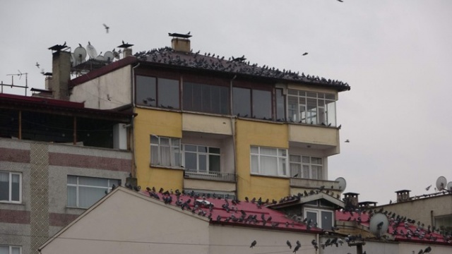 Trabzon'da 50 yıldır aralıksız her gün bunu yapıyorlar 11