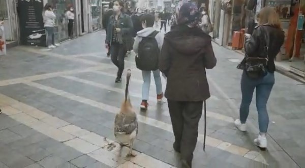 Trabzon'da ilginç görüntü! Gören dönüp bir daha baktı 2