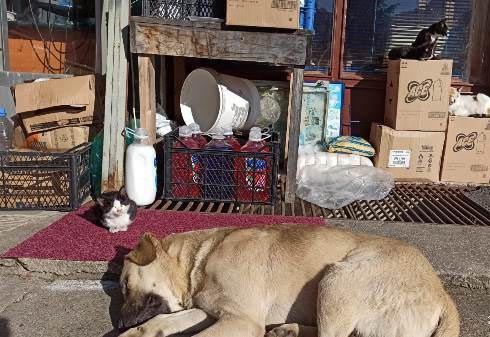 Trabzon'da bakkal 20 sokak hayvanına bakıyor 4