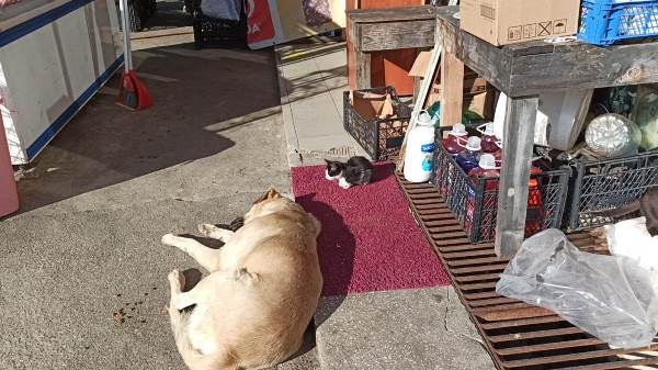 Trabzon'da bakkal 20 sokak hayvanına bakıyor 8