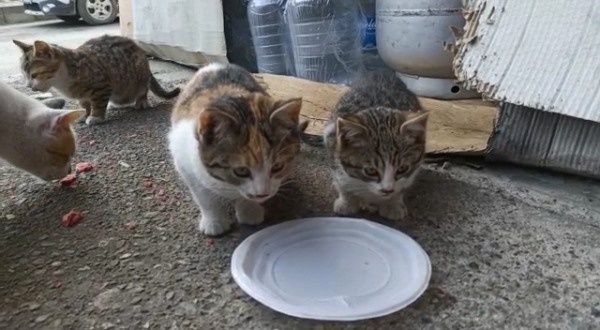 Trabzon'da bakkal 20 sokak hayvanına bakıyor 3