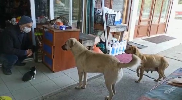 Trabzon'da bakkal 20 sokak hayvanına bakıyor 6
