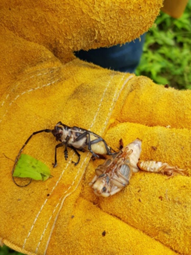 Trabzon'da hızla yayılıyor! 7 mahalle karantinada ve imha edildi... 9