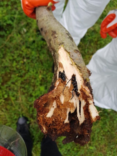 Trabzon'da hızla yayılıyor! 7 mahalle karantinada ve imha edildi... 6