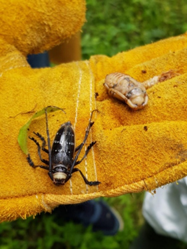 Trabzon'da hızla yayılıyor! 7 mahalle karantinada ve imha edildi... 8