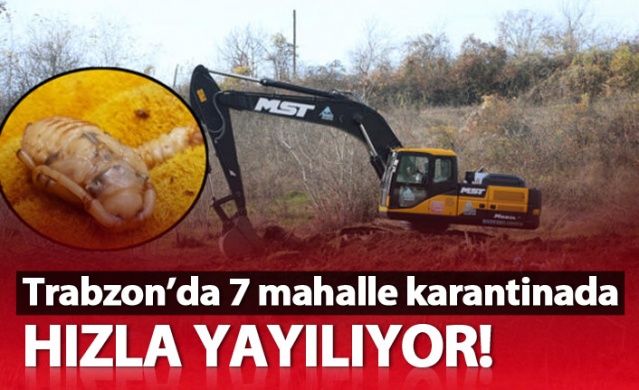 Trabzon'da hızla yayılıyor! 7 mahalle karantinada ve imha edildi... 1