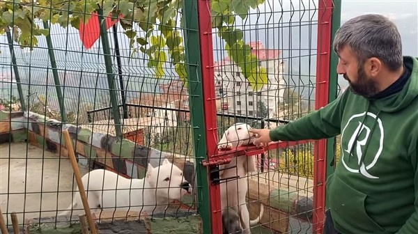 El konulan köpeklerini her gün görmeye gidiyor 8