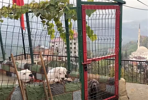 El konulan köpeklerini her gün görmeye gidiyor 9