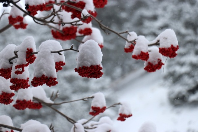 Zigana Dağı’nda sezonun ilk karı yağdı: Yol beyaza büründü 5