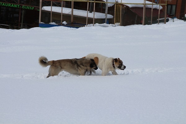 Karla kaplı Ayder Yaylası, kısıtlamada sessiz 11