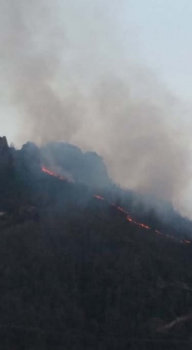 Doğu Karadeniz'in ciğerleri yanıyor 4