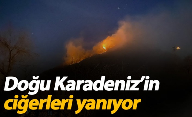 Doğu Karadeniz'in ciğerleri yanıyor 1
