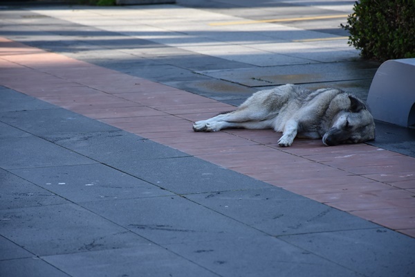 Trabzon'da sokaklar boş kaldı! 1 Ocak 2021 2