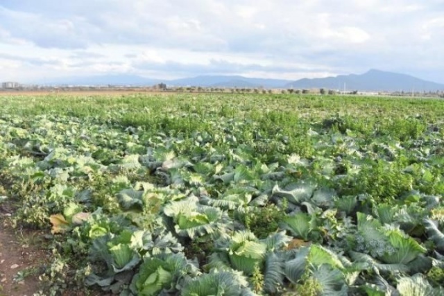 Pandemi döneminde lahanaya ilgi arttı 9