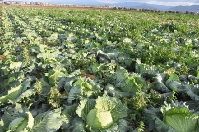 Pandemi döneminde lahanaya ilgi arttı 3