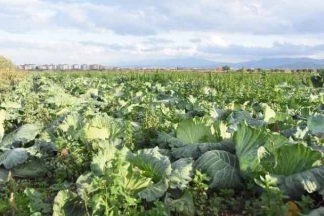 Pandemi döneminde lahanaya ilgi arttı 8