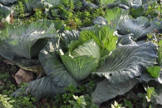 Pandemi döneminde lahanaya ilgi arttı 4