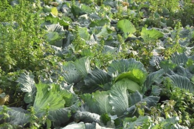 Pandemi döneminde lahanaya ilgi arttı 6