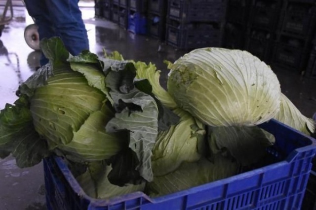 Pandemi döneminde lahanaya ilgi arttı 7