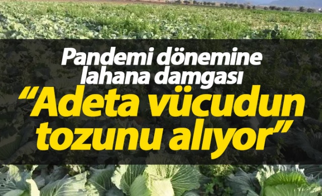 Pandemi döneminde lahanaya ilgi arttı 1