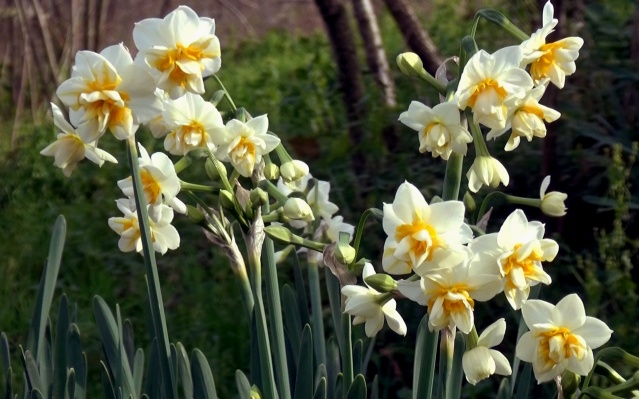 Trabzon'da meyve ağaçları Ocak ayında çiçek açtı 5