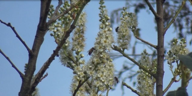 Trabzon'da meyve ağaçları Ocak ayında çiçek açtı 2