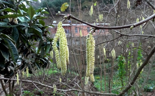 Trabzon'da meyve ağaçları Ocak ayında çiçek açtı 7