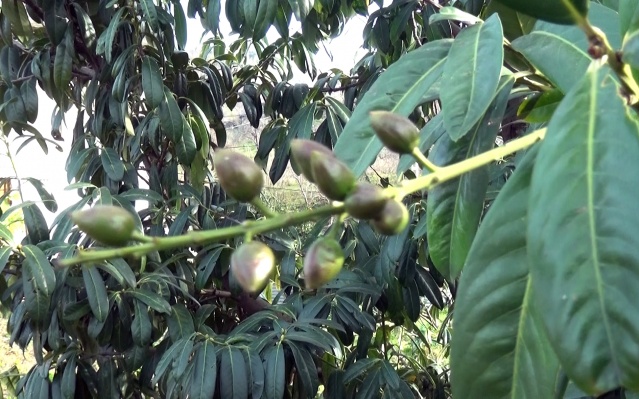 Trabzon'da meyve ağaçları Ocak ayında çiçek açtı 8