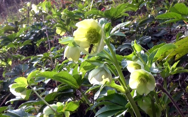 Trabzon'da meyve ağaçları Ocak ayında çiçek açtı 9