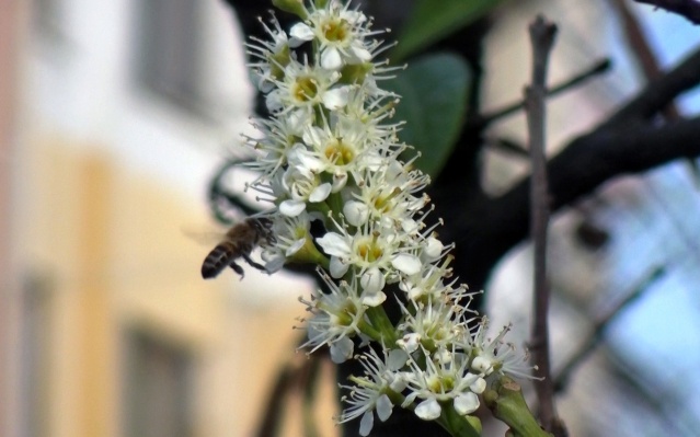 Trabzon'da meyve ağaçları Ocak ayında çiçek açtı 4