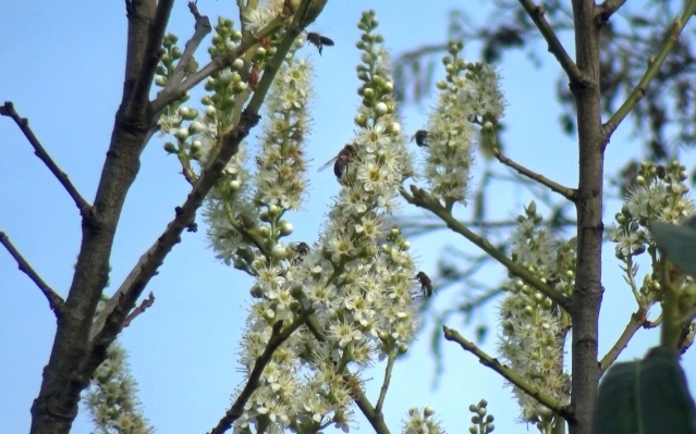 Trabzon'da meyve ağaçları Ocak ayında çiçek açtı 6