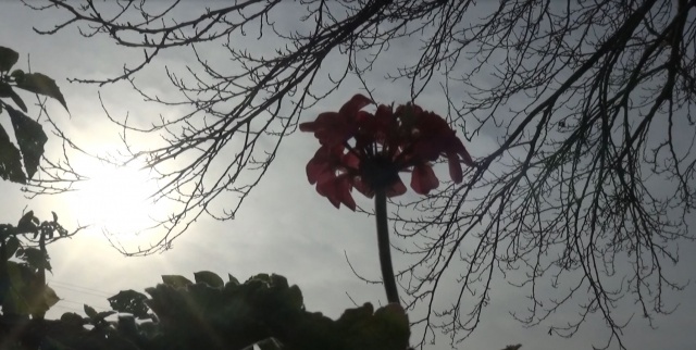 Trabzon'da meyve ağaçları Ocak ayında çiçek açtı 3