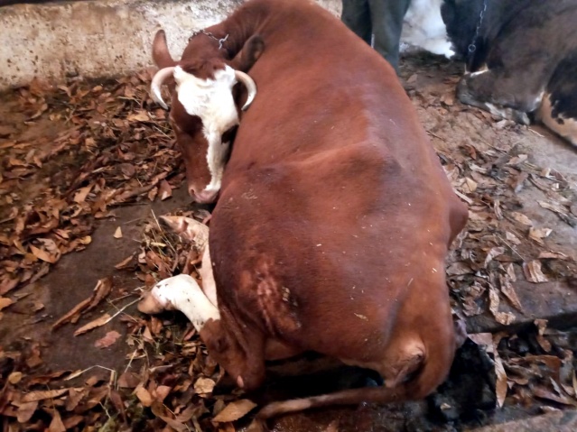 Trabzon'da ölen inekleri için gözyaşı döken kadın bayıldı 14