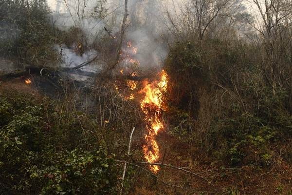 Trabzon'da 2 ilçede orman yangını 11