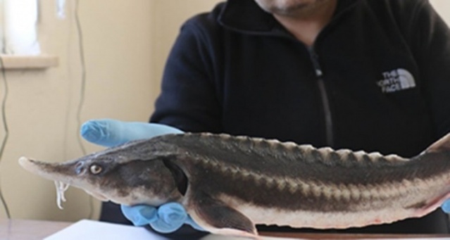 Dünyanın en pahalı yiyeceği 2