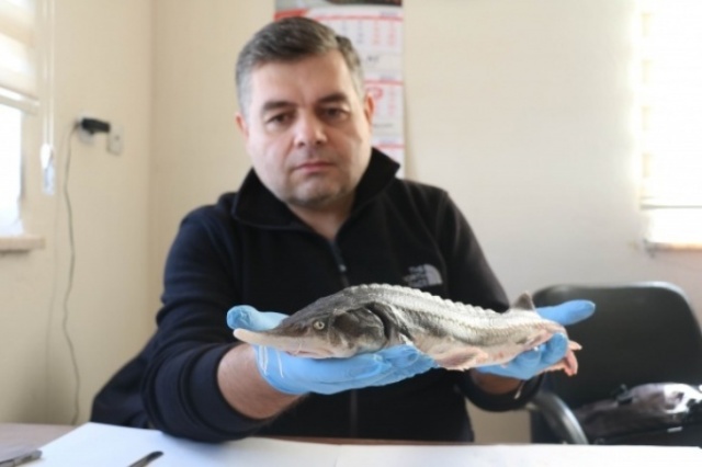 Dünyanın en pahalı yiyeceği 4