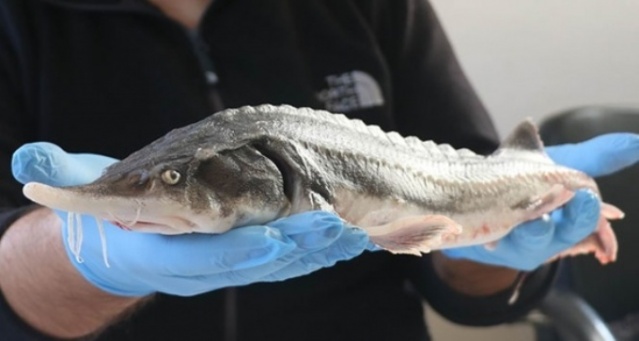 Dünyanın en pahalı yiyeceği 5