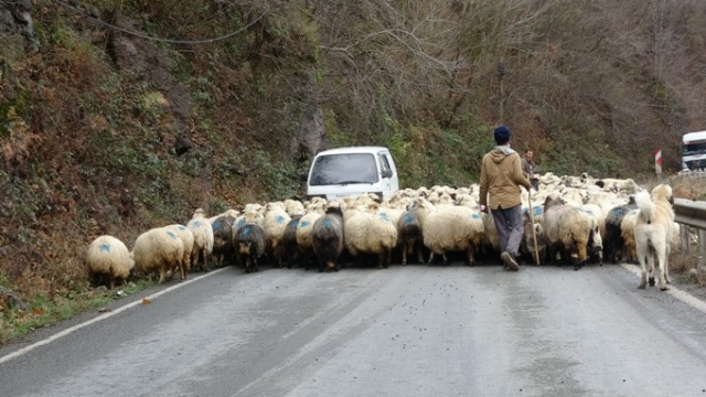 Yaylalardan köylere dönüşler başladı 2