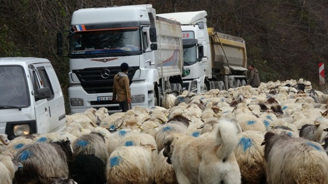 Yaylalardan köylere dönüşler başladı 3