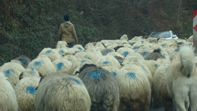 Yaylalardan köylere dönüşler başladı 9