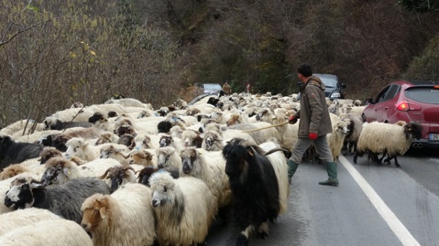 Yaylalardan köylere dönüşler başladı 4