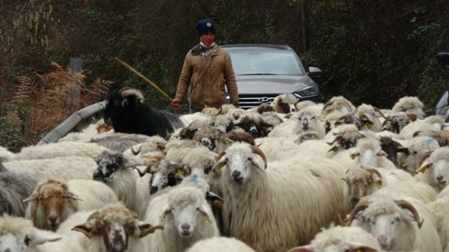 Yaylalardan köylere dönüşler başladı 6