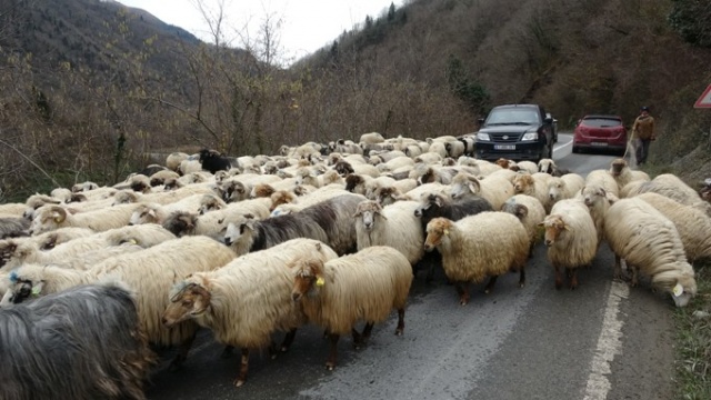 Yaylalardan köylere dönüşler başladı 5