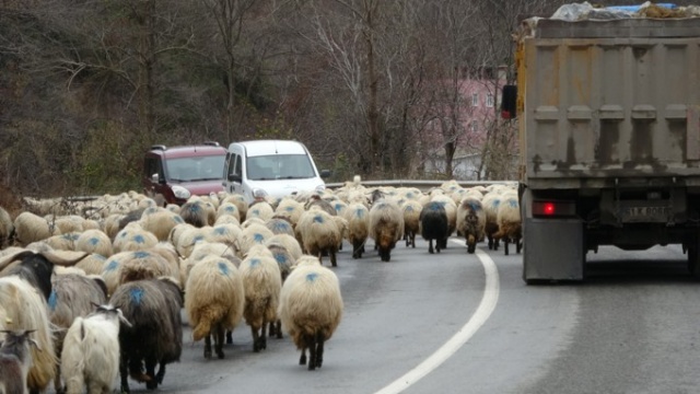 Yaylalardan köylere dönüşler başladı 10