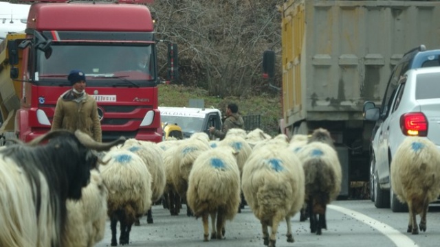 Yaylalardan köylere dönüşler başladı 8