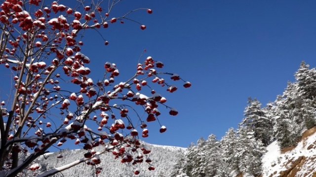 Zigana beyaza büründü, seyirlik manzaralar oluştu. 15 Ocak 2021 5